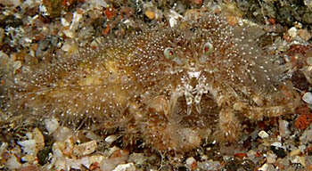 Photo:O. Lederman; Click for larger picture